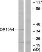 Anti-OR10A4 antibody produced in rabbit affinity isolated antibody