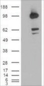 Anti-CDCP1 (Isoform 1), C-Terminal antibody produced in goat affinity isolated antibody, buffered aqueous solution