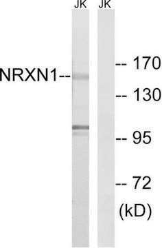 Anti-NRXN1 antibody produced in rabbit affinity isolated antibody