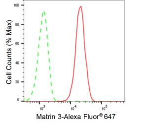 KD-Validated Anti Matrin 3 Antibody, clone 24GB535, Rabbit Monoclonal clone 24GB535, recombinant rabbit monoclonal, expressed in HEK293 cells