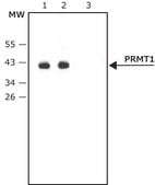 Anti-PRMT1 (TK-16) antibody produced in rabbit affinity isolated antibody, buffered aqueous solution