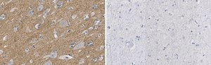 Anti-CNTNAP2 Antibody, clone 2D17 ZooMAb® Rabbit Monoclonal recombinant, expressed in HEK 293 cells