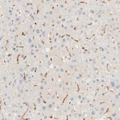 Anti-FCGRT antibody produced in rabbit Prestige Antibodies&#174; Powered by Atlas Antibodies, affinity isolated antibody, buffered aqueous glycerol solution