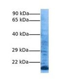 Anti-PPIA antibody produced in rabbit IgG fraction of antiserum