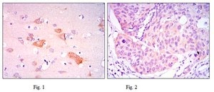 Anti-SMAD5 Antibody, clone 3H9 ascites fluid, clone 3H9, from mouse