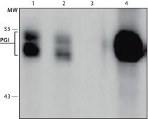 Monoclonal Anti-GPI antibody produced in mouse culture supernatant