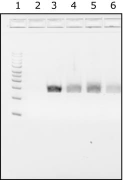 Water Microbial DNA-free; Suitable for PCR, sequencing and NGS