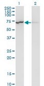 Monoclonal Anti-LMNB1 antibody produced in mouse clone 4B10, purified immunoglobulin, buffered aqueous solution
