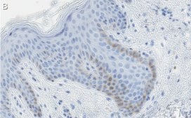 Anti-c-Jun Antibody, clone 1G8 ZooMAb® Rabbit Monoclonal recombinant, expressed in HEK 293 cells