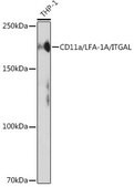 Anti-CD11a/LFA-1A/ITGAL antibody produced in rabbit