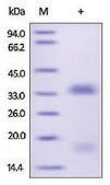 VEGF-B human recombinant, expressed in HEK 293 cells, &#8805;95% (SDS-PAGE)