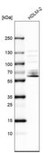 Anti-SPATA13 antibody produced in rabbit affinity isolated antibody, buffered aqueous glycerol solution