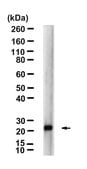 Anti-FGF-20 Antibody, clone 3I3-L2 ZooMAb&#174; Rabbit Monoclonal recombinant, expressed in HEK 293 cells