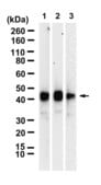 Anti-TIA1 Antibody, clone 2I11 ZooMAb® Rabbit Monoclonal recombinant, expressed in HEK 293 cells