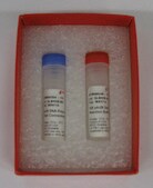 φ29 DNA Polymerase (High Concentration) Ultra-pure enzyme for nucleic acid modifications