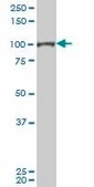 Monoclonal Anti-SFPQ antibody produced in mouse clone 3B10, purified immunoglobulin, buffered aqueous solution