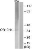Anti-OR10H4 antibody produced in rabbit affinity isolated antibody