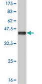 Monoclonal Anti-TCF7L2 antibody produced in mouse clone 1A1, purified immunoglobulin, buffered aqueous solution
