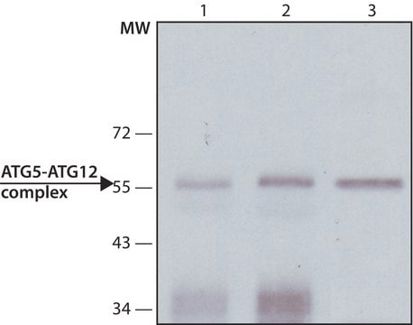 Monoclonal Anti-ATG5 antibody produced in mouse clone ATG5-18, purified immunoglobulin, buffered aqueous solution