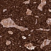Anti-REXO2 antibody produced in rabbit Prestige Antibodies&#174; Powered by Atlas Antibodies, affinity isolated antibody, buffered aqueous glycerol solution