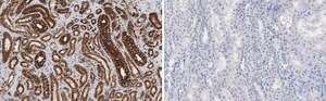 Anti-&#945;-Tubulin Antibody, clone DM1A ZooMAb&#174; Mouse Monoclonal recombinant, expressed in HEK 293 cells