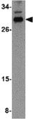 Anti-NIPSNAP3B Antibody from rabbit, purified by affinity chromatography