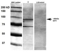 Monoclonal Anti-Nalcn - Percp antibody produced in mouse clone S187-7, purified immunoglobulin