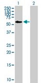Anti-FRMD8 antibody produced in mouse purified immunoglobulin, buffered aqueous solution