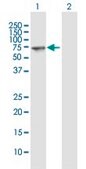 Anti-SEPT9 antibody produced in mouse purified immunoglobulin, buffered aqueous solution