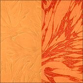 Canine Pulmonary Artery Smooth Muscle Cells: CnPASMC (Cryovial)