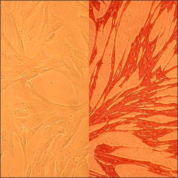 Canine Pulmonary Artery Smooth Muscle Cells: CnPASMC (Cryovial)