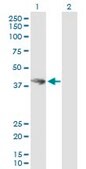 Anti-HOMER3 antibody produced in mouse IgG fraction of antiserum, buffered aqueous solution