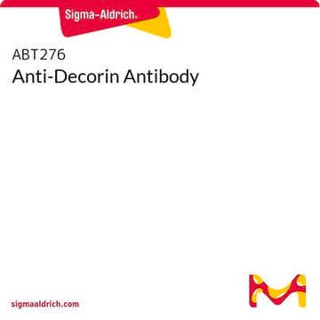 Anti-Decorin Antibody