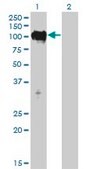 Monoclonal Anti-TTK antibody produced in mouse clone 3G7, purified immunoglobulin, buffered aqueous solution