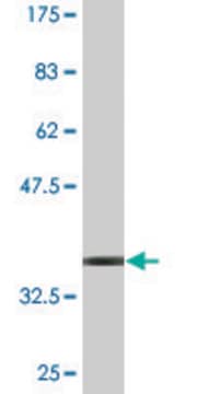 Monoclonal Anti-TSPAN1 antibody produced in mouse clone 3B4, purified immunoglobulin, buffered aqueous solution