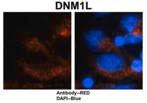 Anti-DNM1L, (N-terminal) antibody produced in rabbit affinity isolated antibody