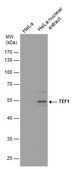 Monoclonal Anti-TEF1 antibody produced in mouse clone GT13112, affinity isolated antibody