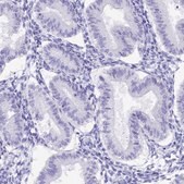 Anti-CGB3 antibody produced in rabbit Prestige Antibodies® Powered by Atlas Antibodies, affinity isolated antibody, buffered aqueous glycerol solution