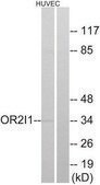 Anti-OR2I1 antibody produced in rabbit affinity isolated antibody