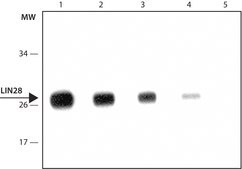 Monoclonal Anti-LIN28 antibody produced in mouse clone L28.5, tissue culture supernatant