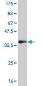 Monoclonal Anti-SGK2 antibody produced in mouse clone 4G4, purified immunoglobulin, buffered aqueous solution