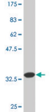 Monoclonal Anti-TNFSF8 antibody produced in mouse clone 2E11, ascites fluid