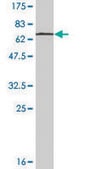 Monoclonal Anti-STAC3 antibody produced in mouse clone 1G8, ascites fluid
