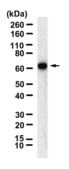 Anti-NOX2/gp91phox Antibody, clone 1J16 ZooMAb® Rabbit Monoclonal recombinant, expressed in HEK 293 cells