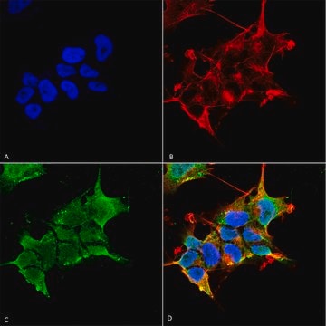 Monoclonal Anti-GABA A Receptor-Horseradish Peroxidase antibody produced in mouse clone S398A-34