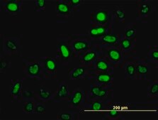 Monoclonal Anti-NEUROD1 antibody produced in mouse clone 3H8, purified immunoglobulin, buffered aqueous solution