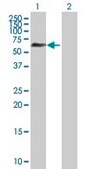 Anti-ZNF446 antibody produced in mouse purified immunoglobulin, buffered aqueous solution