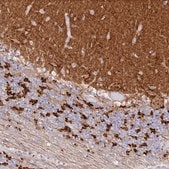 Anti-SNED1 antibody produced in rabbit Prestige Antibodies&#174; Powered by Atlas Antibodies, affinity isolated antibody, buffered aqueous glycerol solution