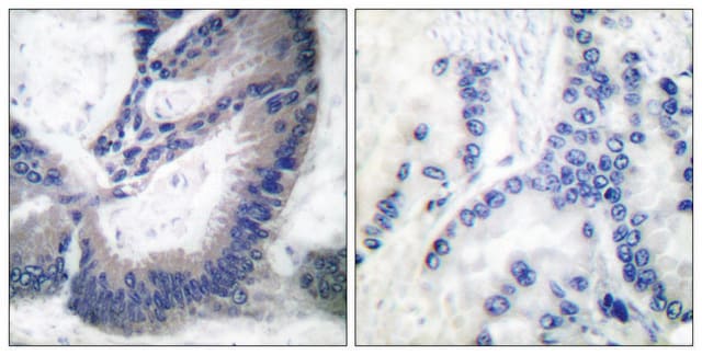 抗-INOS 兔抗 affinity isolated antibody