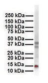 Anti-CITED2 (AB2) antibody produced in rabbit affinity isolated antibody